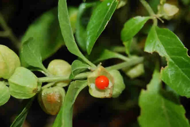 Ashwagandha plant